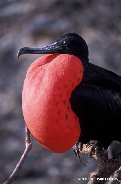 Frigate Bird