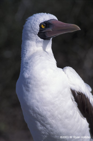 Nazca Boobie