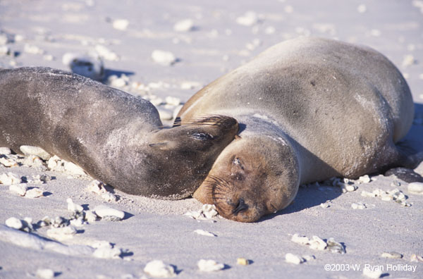 Sea Lions