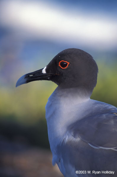 Swallow Tail Gull