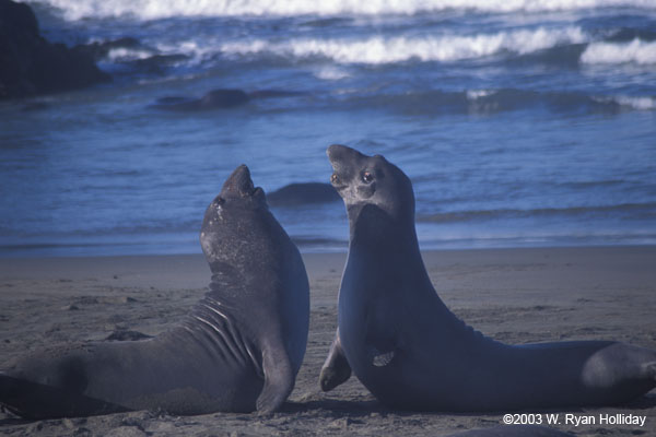 Elephant Seals Fighting