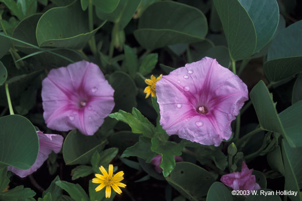 Hawaiin Flowers