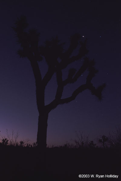 Joshua Tree at Dawn