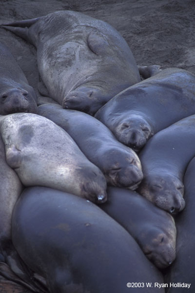 Elephant Seals