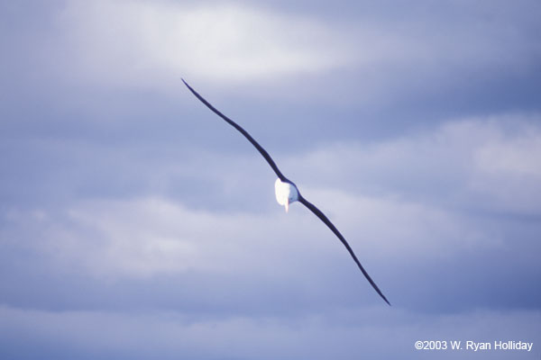 Black-Browed Albatross in Flight