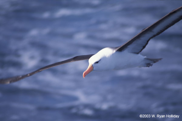 Black-Browed Albatross in Flight