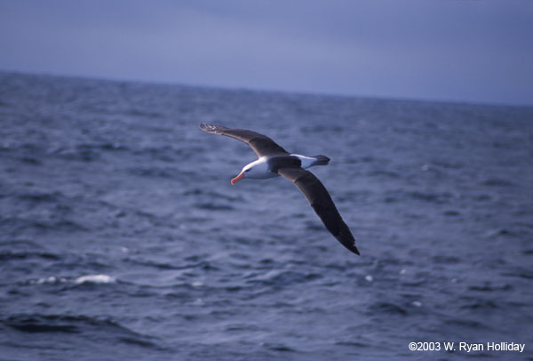 Black-Browed Albatross in Flight