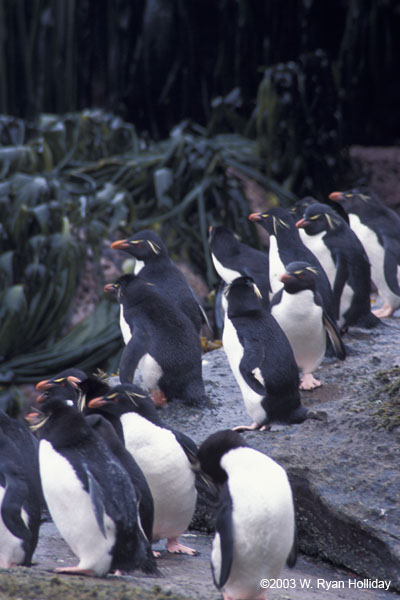 Rockhopper Penguins