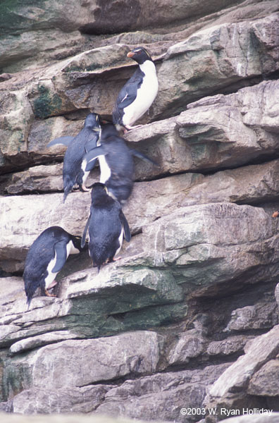 Rockhopper Penguins