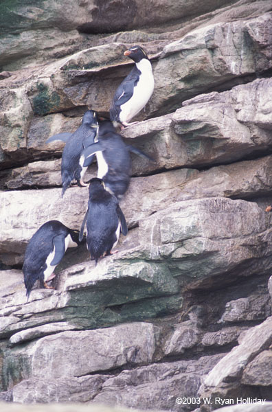 Rockhopper Penguins