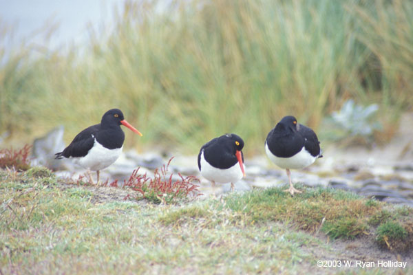 Oystercatchers