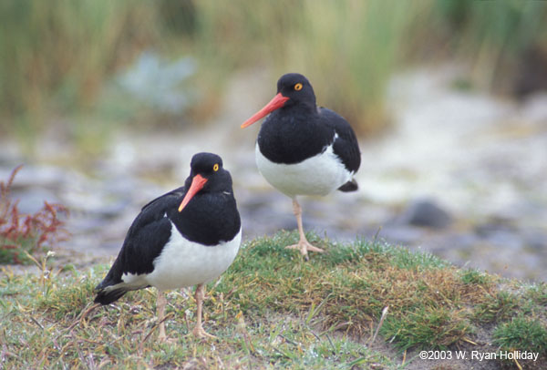 Oystercatchers