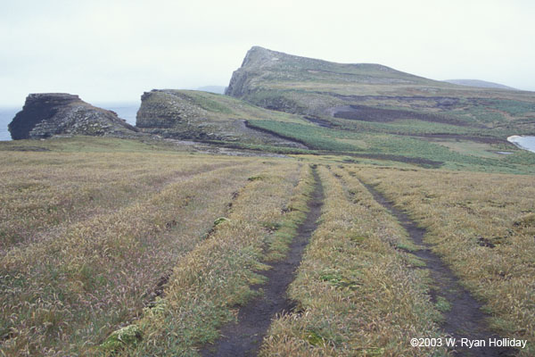 New Island Landscape