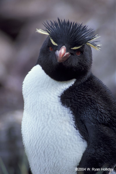 Rockhopper Penguin