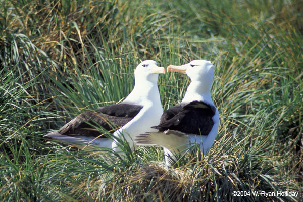 Black-Browed Albatrosses
