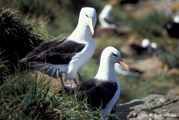 Black-Browed Albatrosses