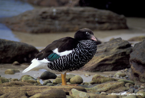 Kelp Goose