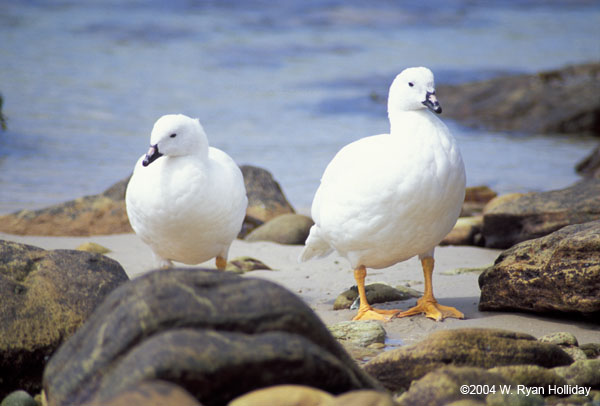 Kelp Geese