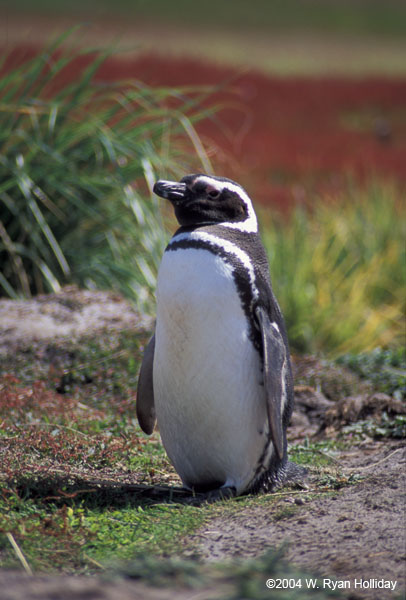 Magellanic Penguin