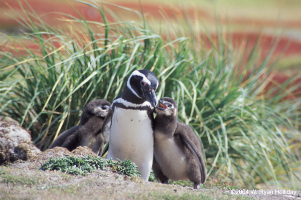 Magellanic Penguin and Chicks