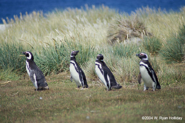 Magellanic Penguins