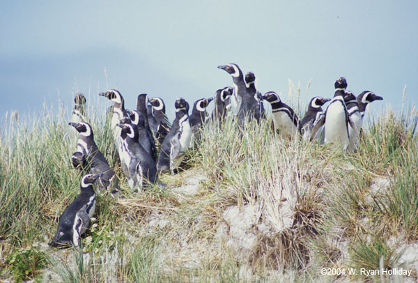 Magellanic Penguins