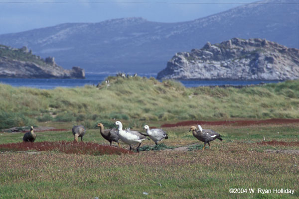 Geese and Landscape