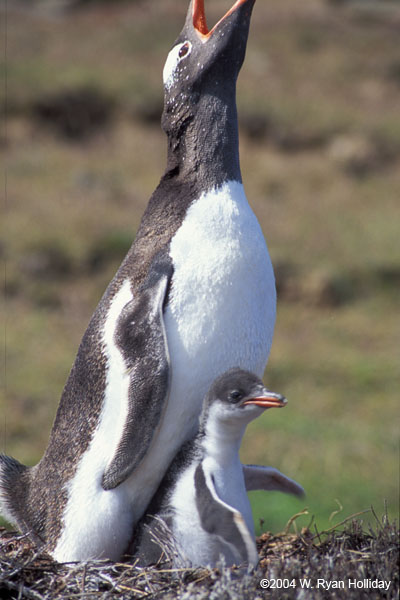 Gentoo Penguin and Chick