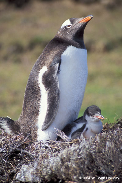 Gentoo Penguin and Chick