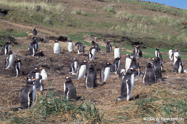 Gentoo Penguin Colony