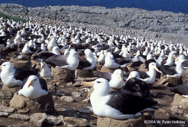 Black-Browed Albatross Colony