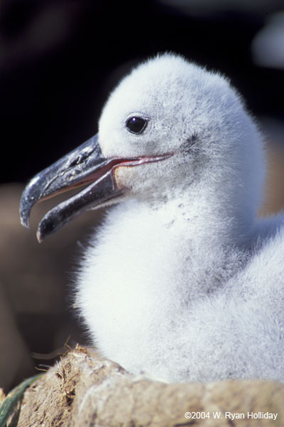 Black-Browed Albatross Chick