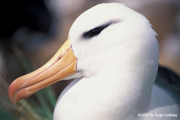 Black-Browed Albatross