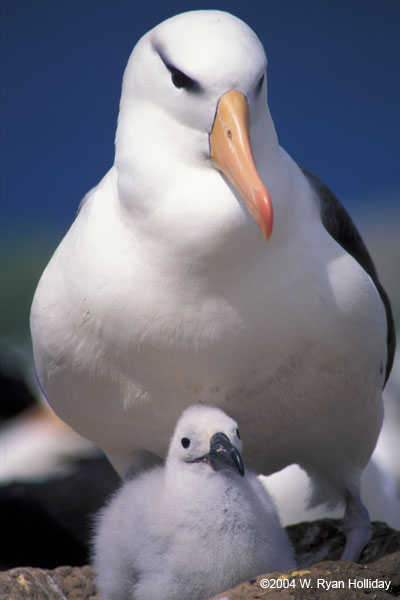 Pictures Of Albatross - Free Albatross pictures 