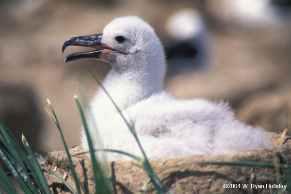 Black-Browed Albatross Chick