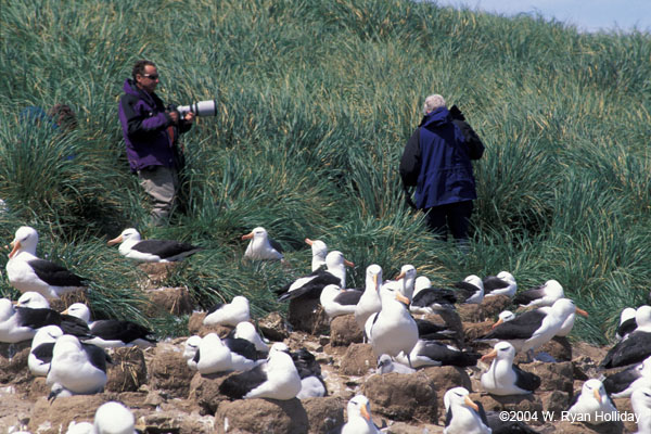 Black-Browed Albatross Colony and Photographers