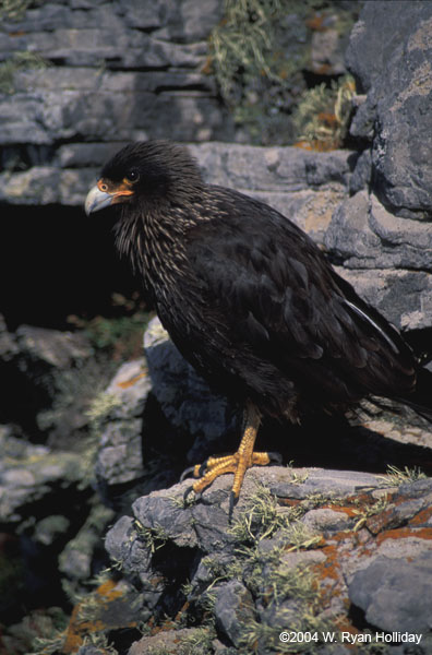 Caracaras on Mountain