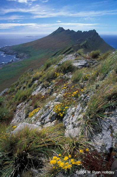 Steeple Jason Island Landscape