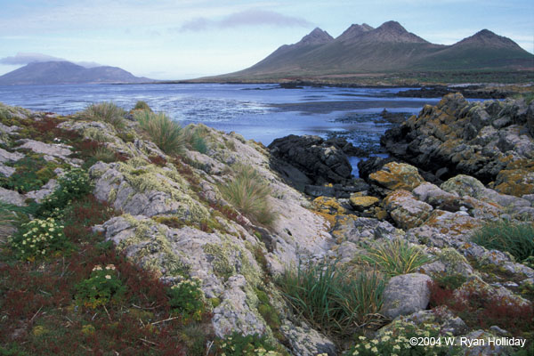 Steeple Jason Island Landscape