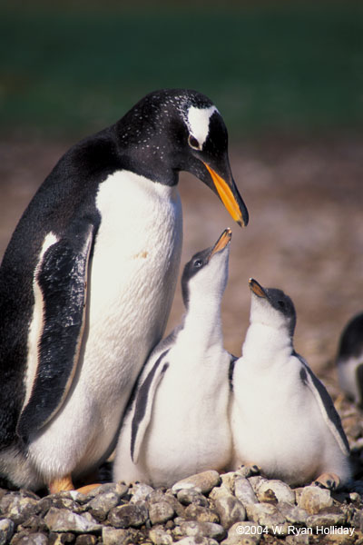 Gentoo Penguin and Chicks