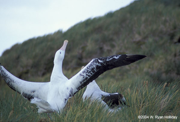 Wandering Albatrosses