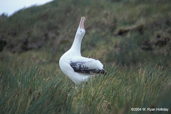 Wandering Albatross