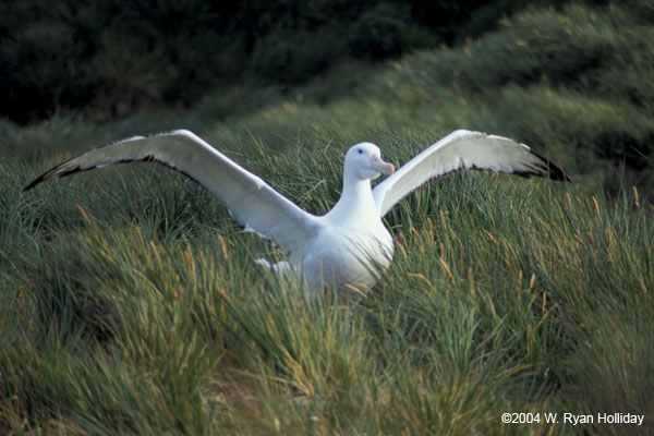 Wandering Albatross