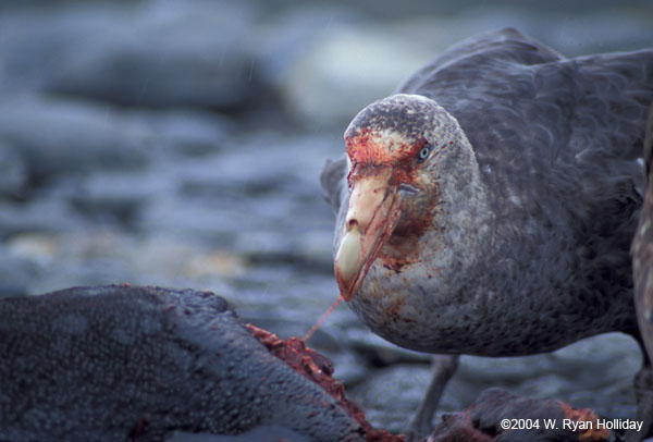 Giant Petrel Feeding