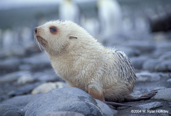 Leukistic Fur Seal Pup