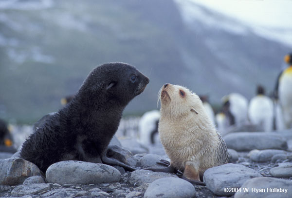 Fur Seal Pups