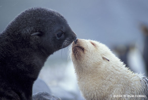 Fur Seal Pups