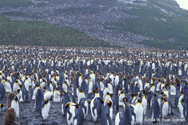 King Penguin Colony