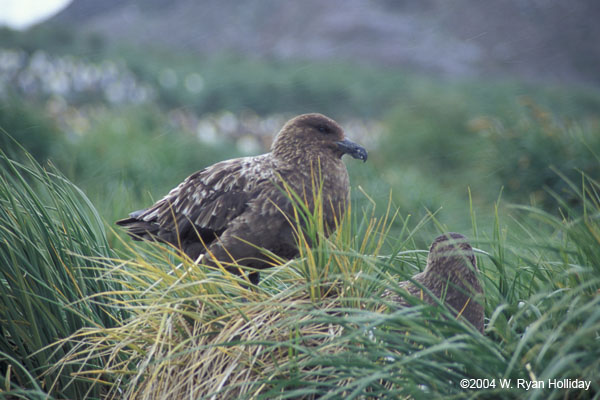 Nesting Skuas