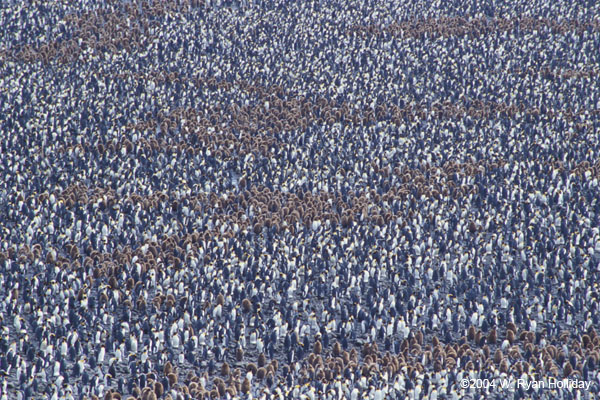 King Penguin Colony